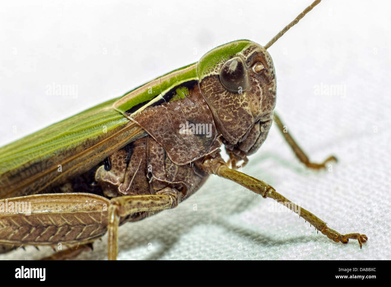 Portrait of a grasshopper Stock Photo