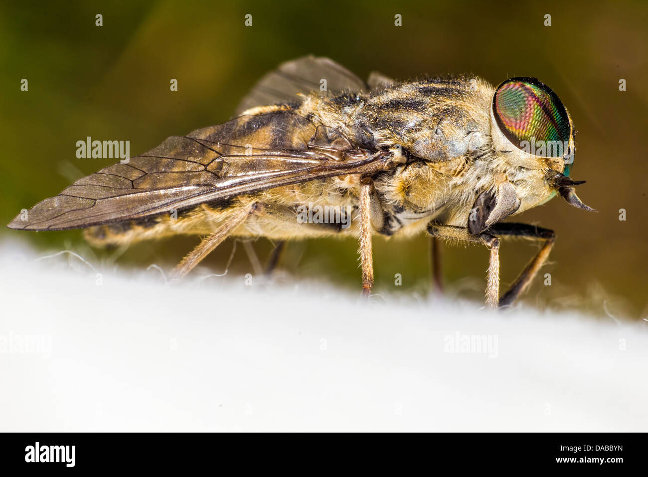 Portrait of a Horse-fly Stock Photo