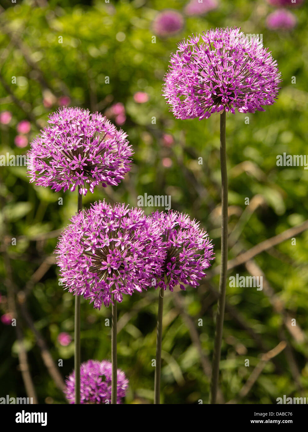 Purple Allium flower heads in an herbaceous border of an English garden Stock Photo