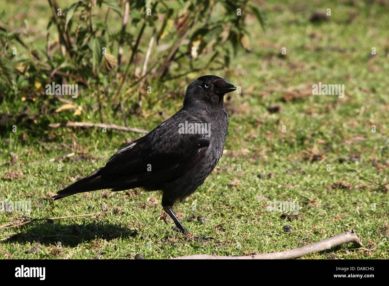 Detailed series of images of a European Jackdaw (Corvus monedula) foraging and posing in the grass (over 40 photos in series) Stock Photo