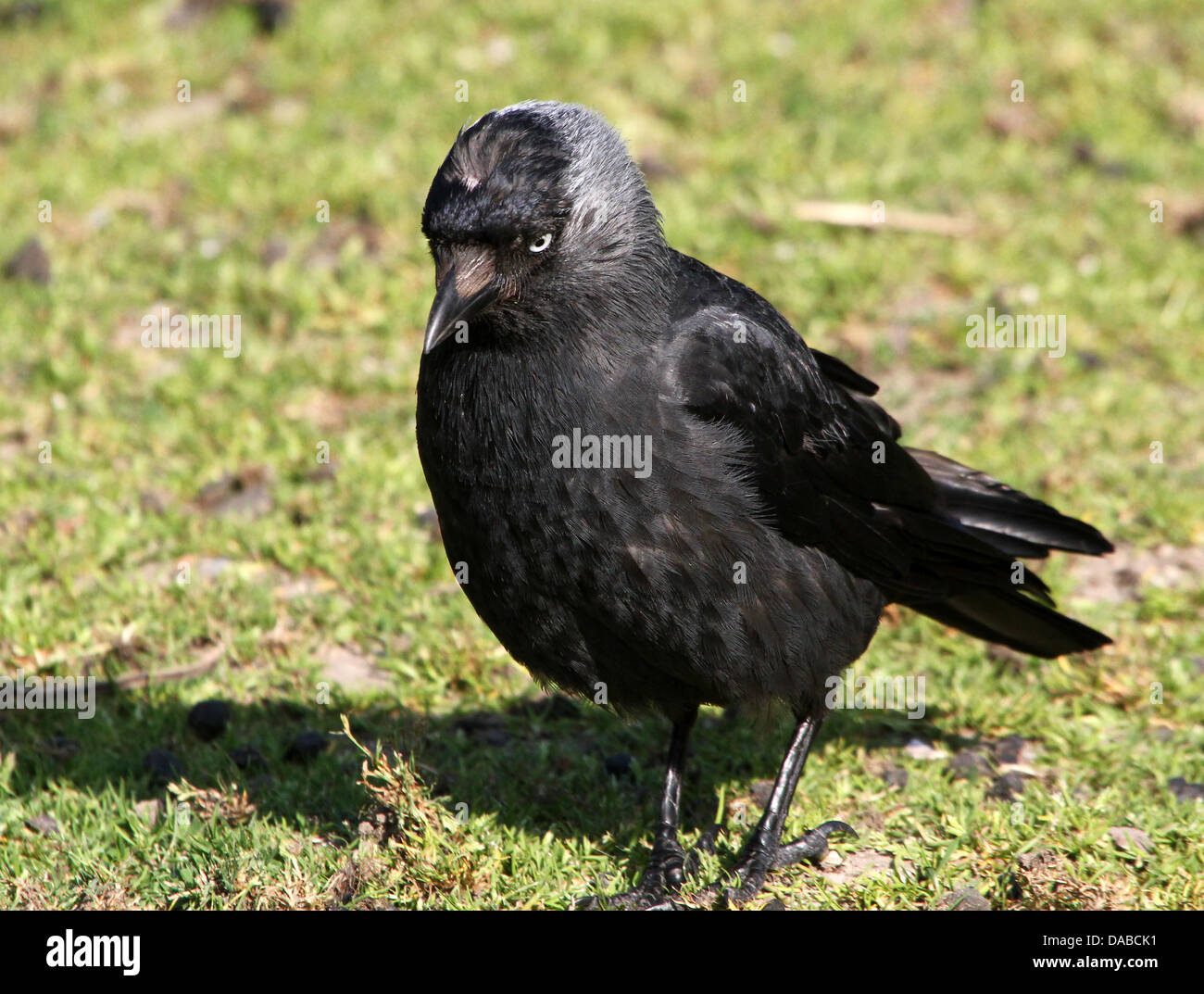 European Jackdaw (Corvus monedula) walking in the grass and looking for food Stock Photo