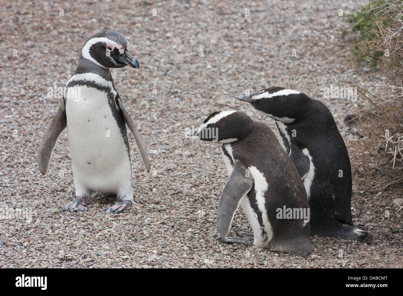 Magellanic penguins, apparently in a complicated conversation Stock Photo