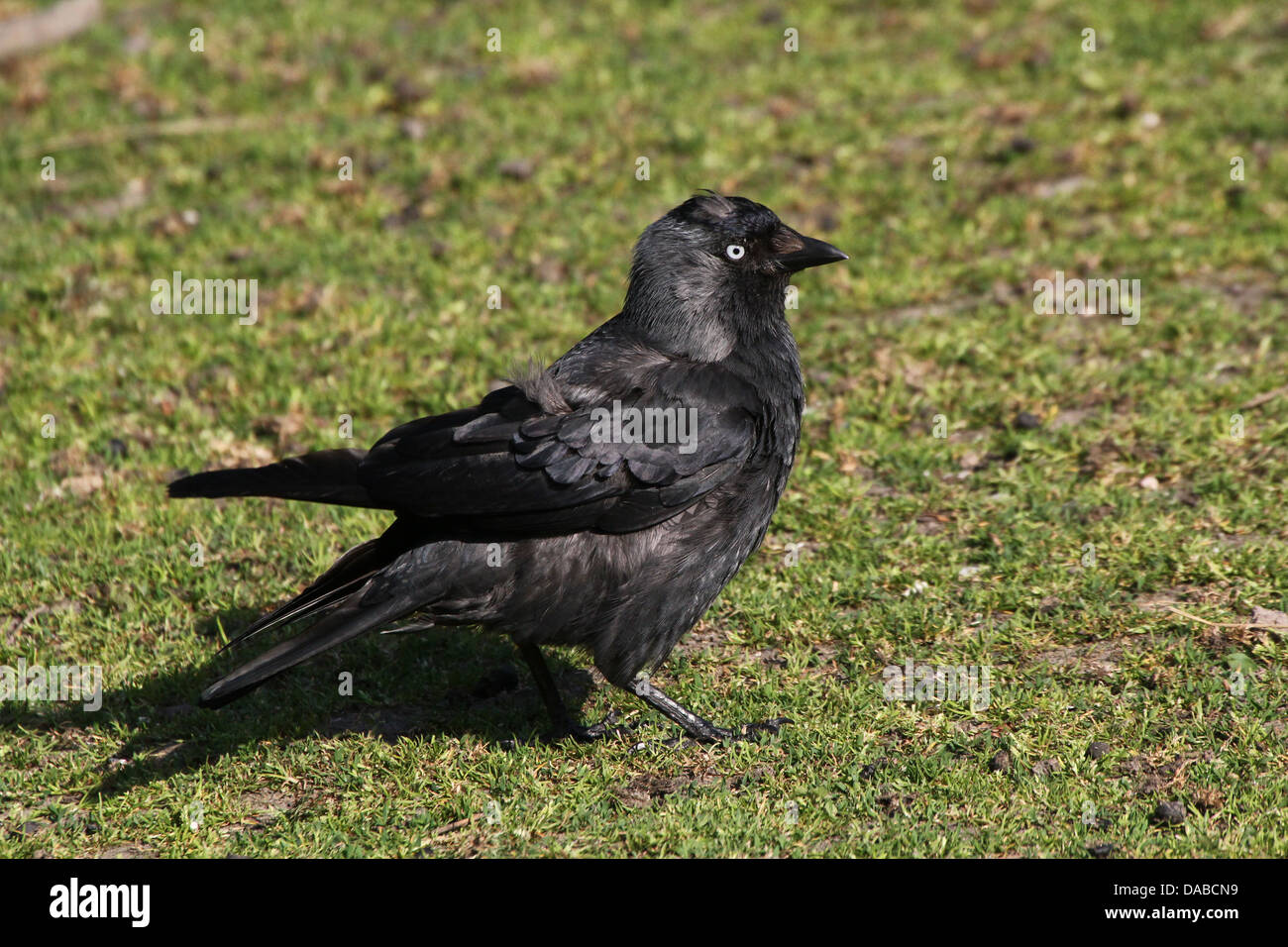 European Jackdaw (Corvus monedula) foraging and posing in the grass Stock Photo