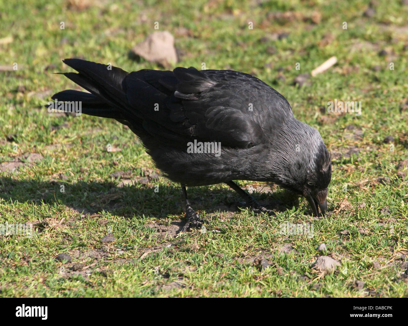 European Jackdaw (Corvus monedula) foraging Stock Photo