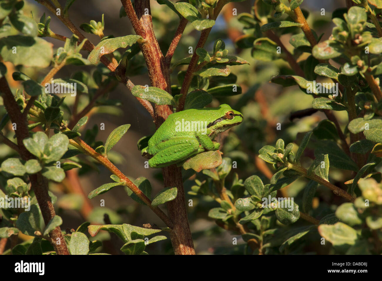 Tree frog close up hi-res stock photography and images - Alamy