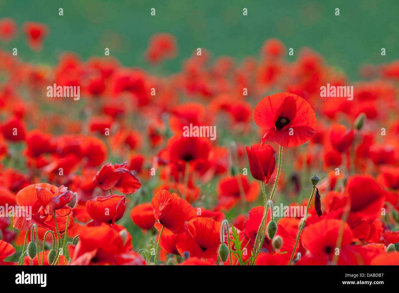 Landscape of large poppy flower in field of poppies de-focused in background Stock Photo