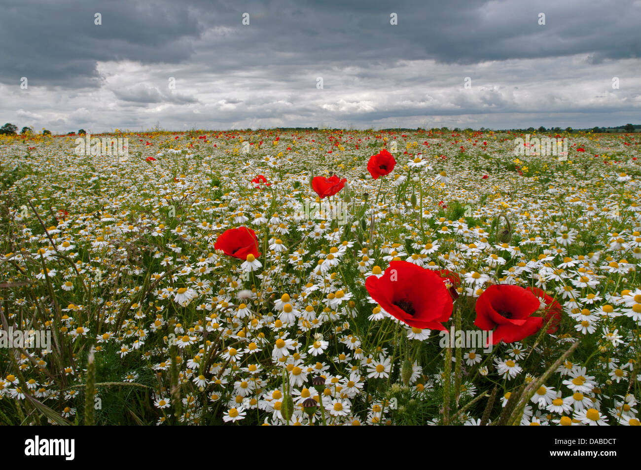 Poppies field stormy High Resolution Stock Photography and Images - Alamy