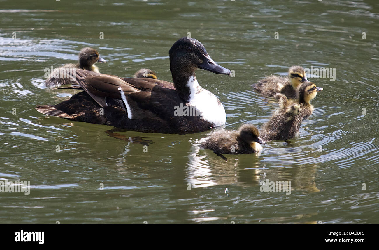 Mother duck and her ducklings on the River Avon, Warwickshire, with one duckling trying to fly. Cute duckling flapping its wings Stock Photo