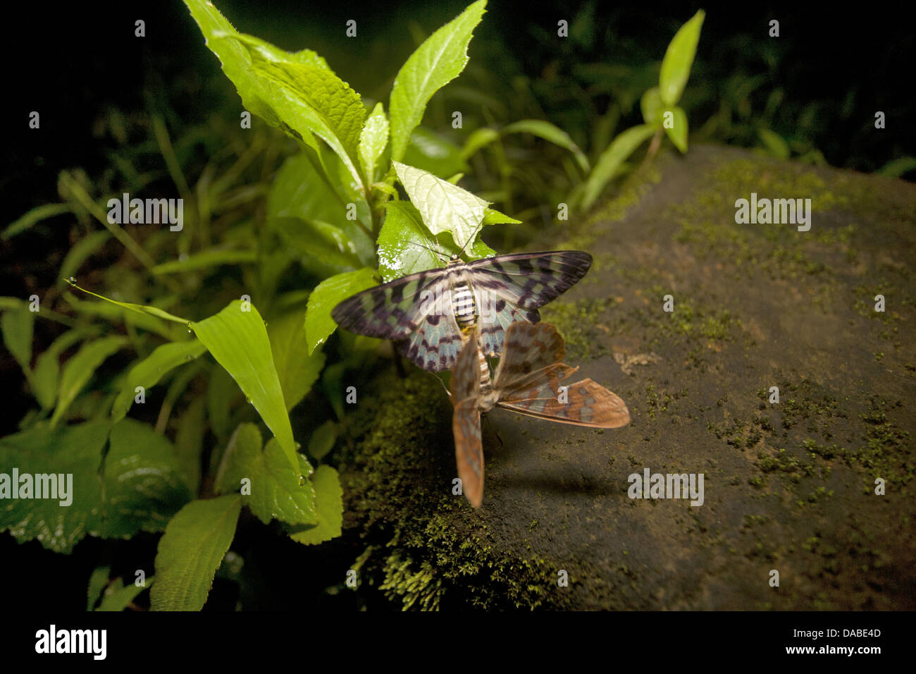 A rare image of Day moths mating at night in Mhadei wildlife sanctuary. Goa India Stock Photo