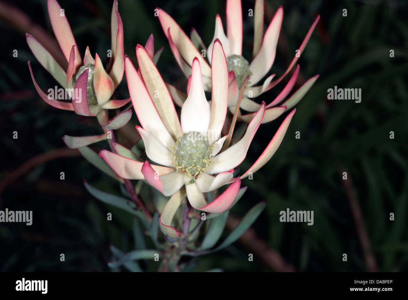 Close-up of Conebush flower buds- Leucadendron- Family Proteaceae Stock Photo