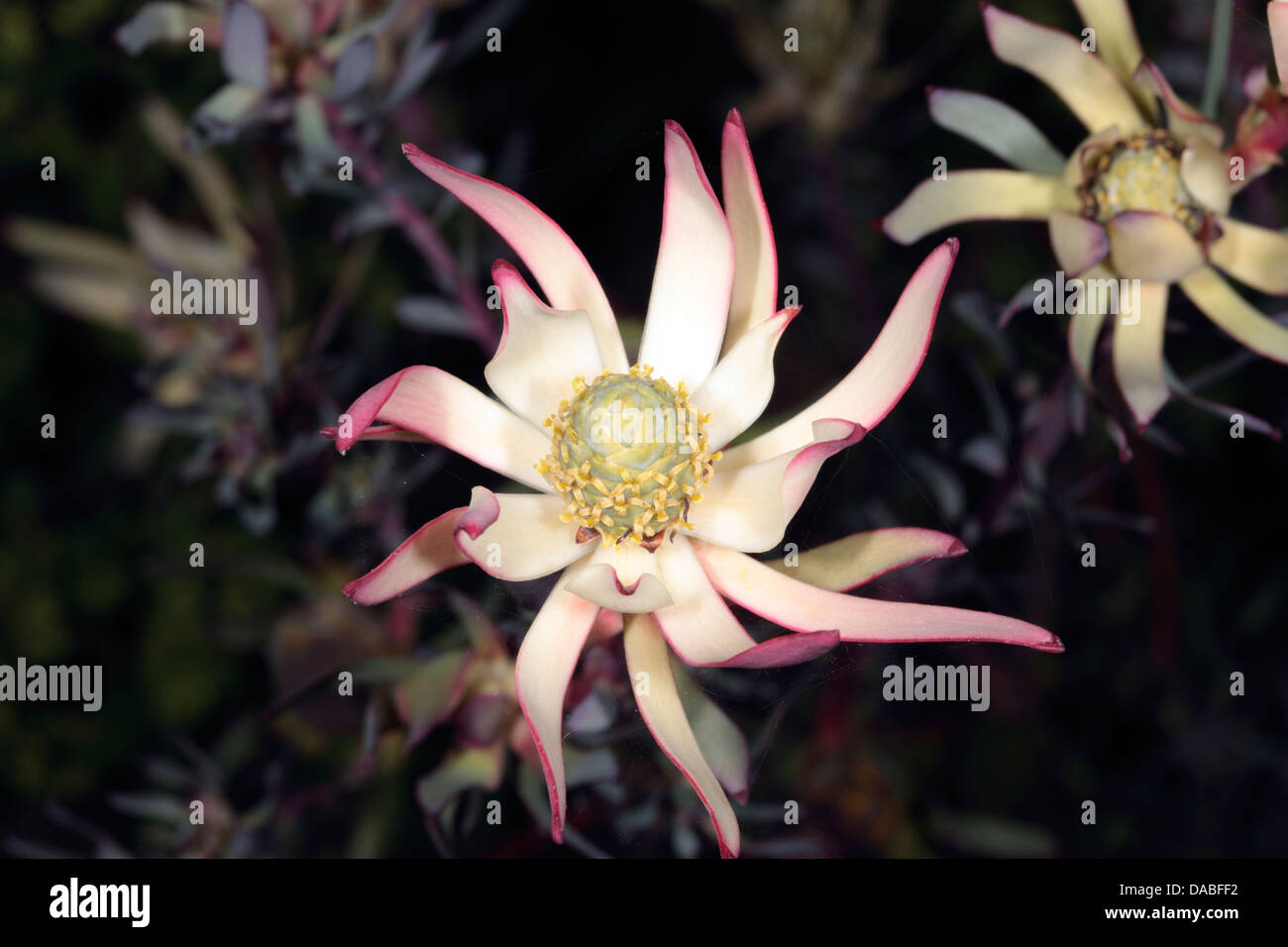 Close-up of Conebush flower buds- Leucadendron- Family Proteaceae Stock Photo