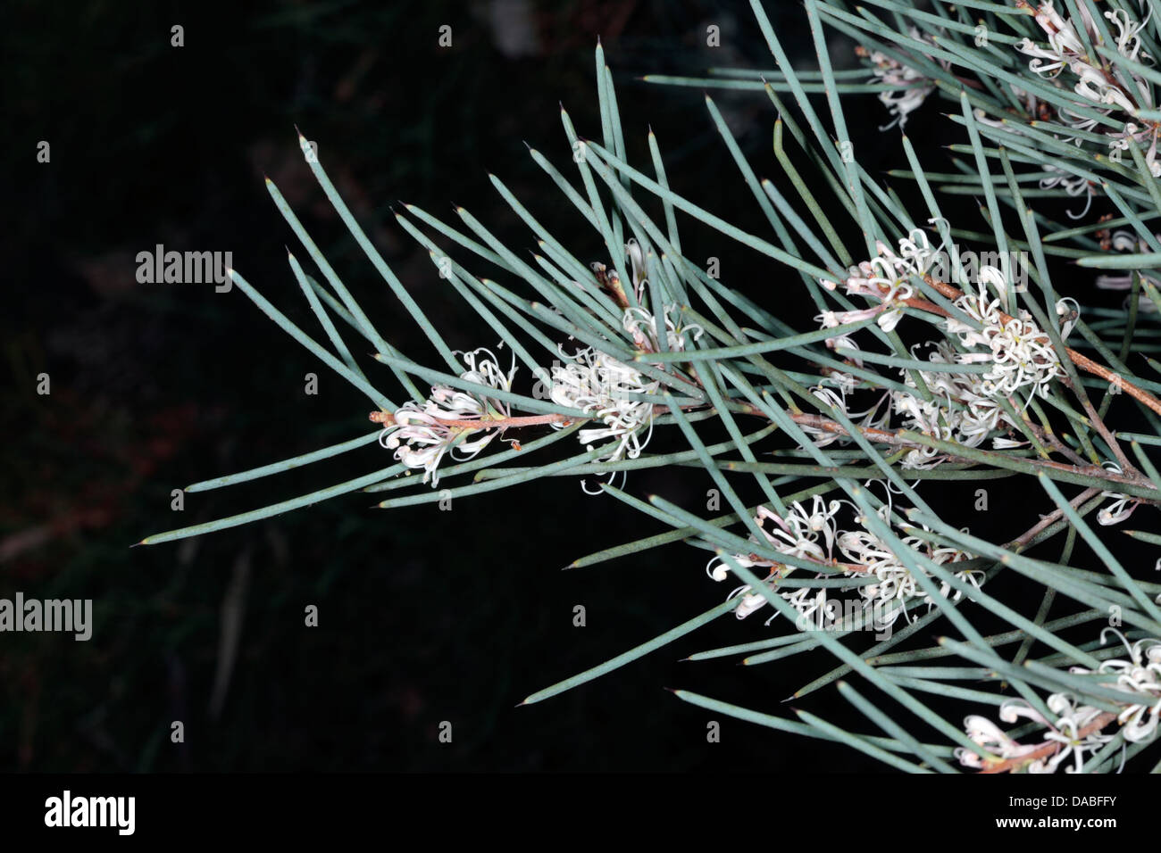 Close-up of Elm-seed Hakea flowers - Hakea cycloptera- Family Proteaceae Stock Photo