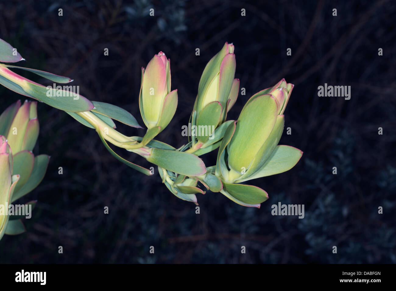 Close-up of Conebush flower buds- Leucadendron- Family Proteaceae Stock Photo