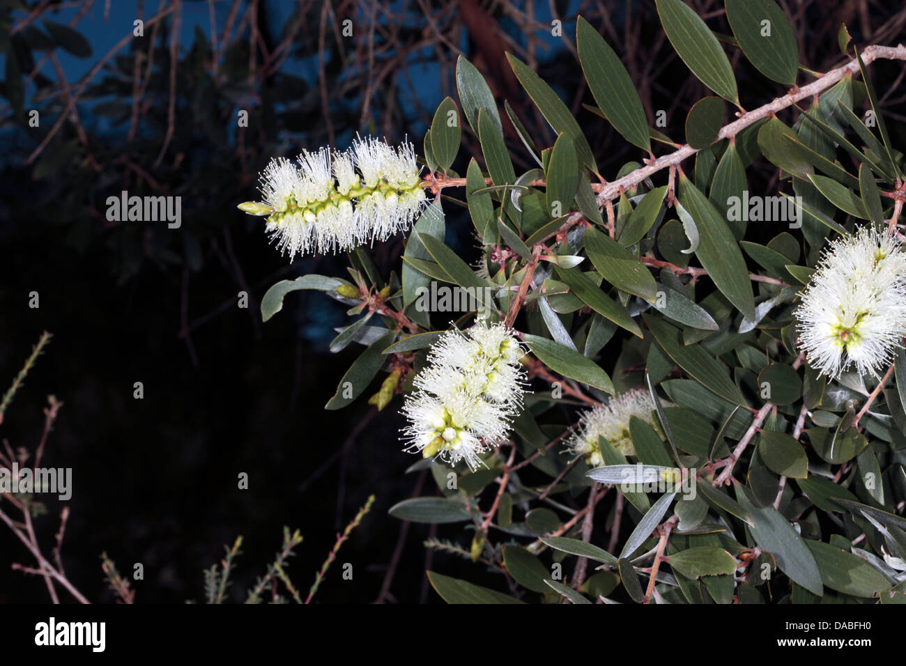 Broad-leaved Paperbark flowers- Melaleuca quinquenervia- Family Myrtaceae Stock Photo