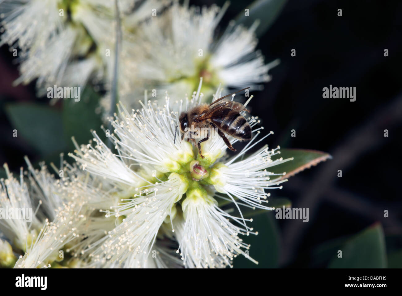 Broad-leaved Paperbark flower with Honey-bee [Apis mellifera] collecting pollen- Melaleuca quinquenervia- Family Myrtaceae Stock Photo