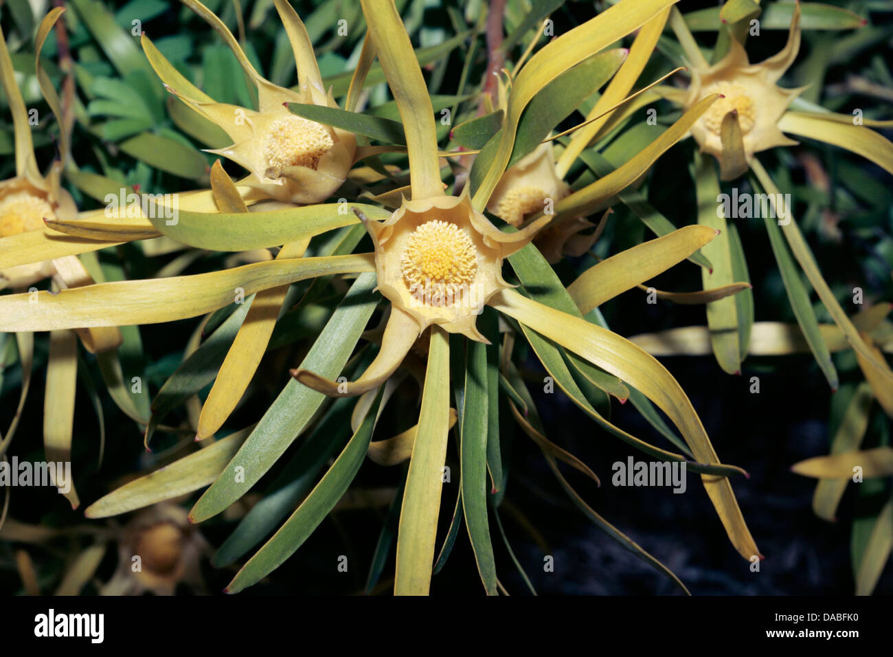 Close-up of Male Gum-leaf Conebush flowers-Leucadendron eucalyptifolium-Family Proteaceae Stock Photo