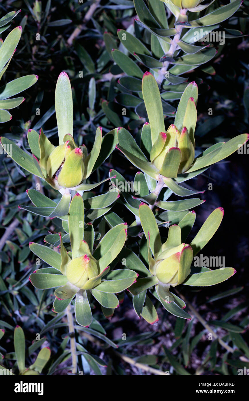 Golden Conebush Female late Flowers-Leucadendron laureolum-Family Proteacea Stock Photo