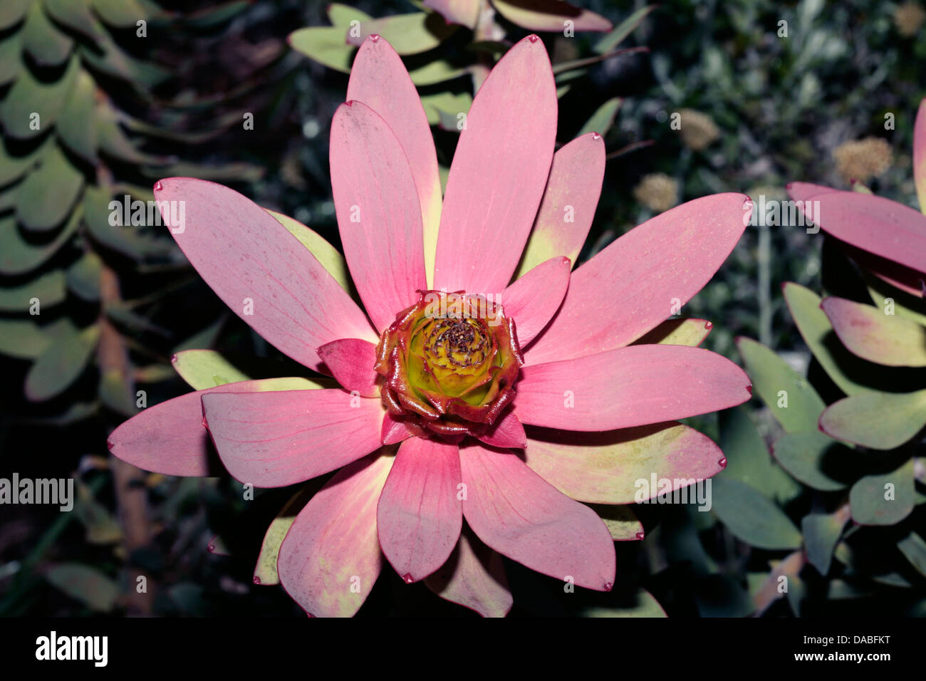 Spicy Conebush male flower - Leucadendron tinctum-Family Proteaceae Stock Photo