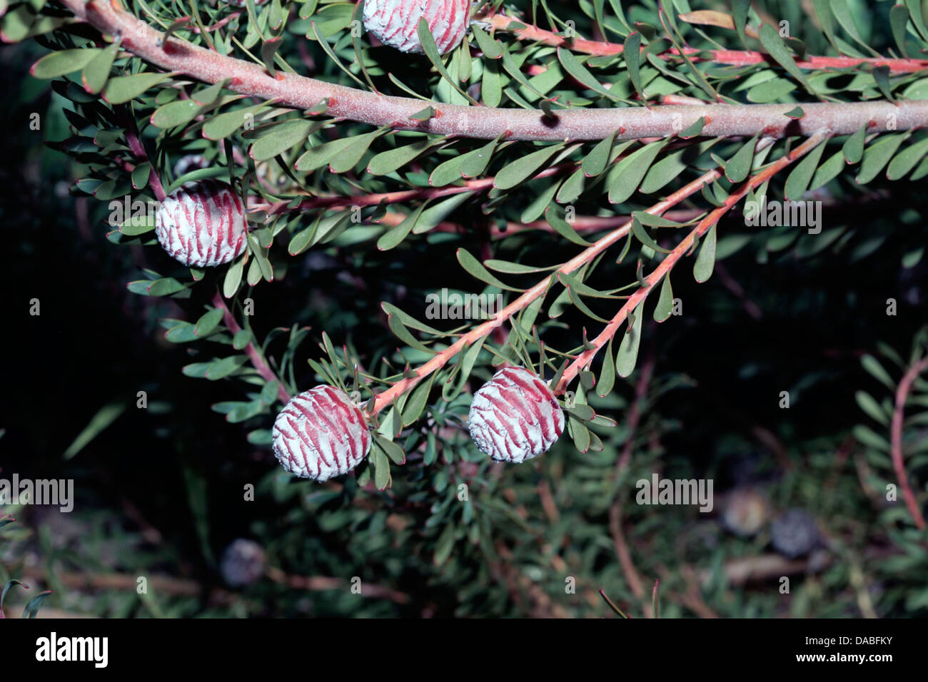 Close-up of Conebush flower buds- Leucadendron- Family Proteaceae Stock Photo