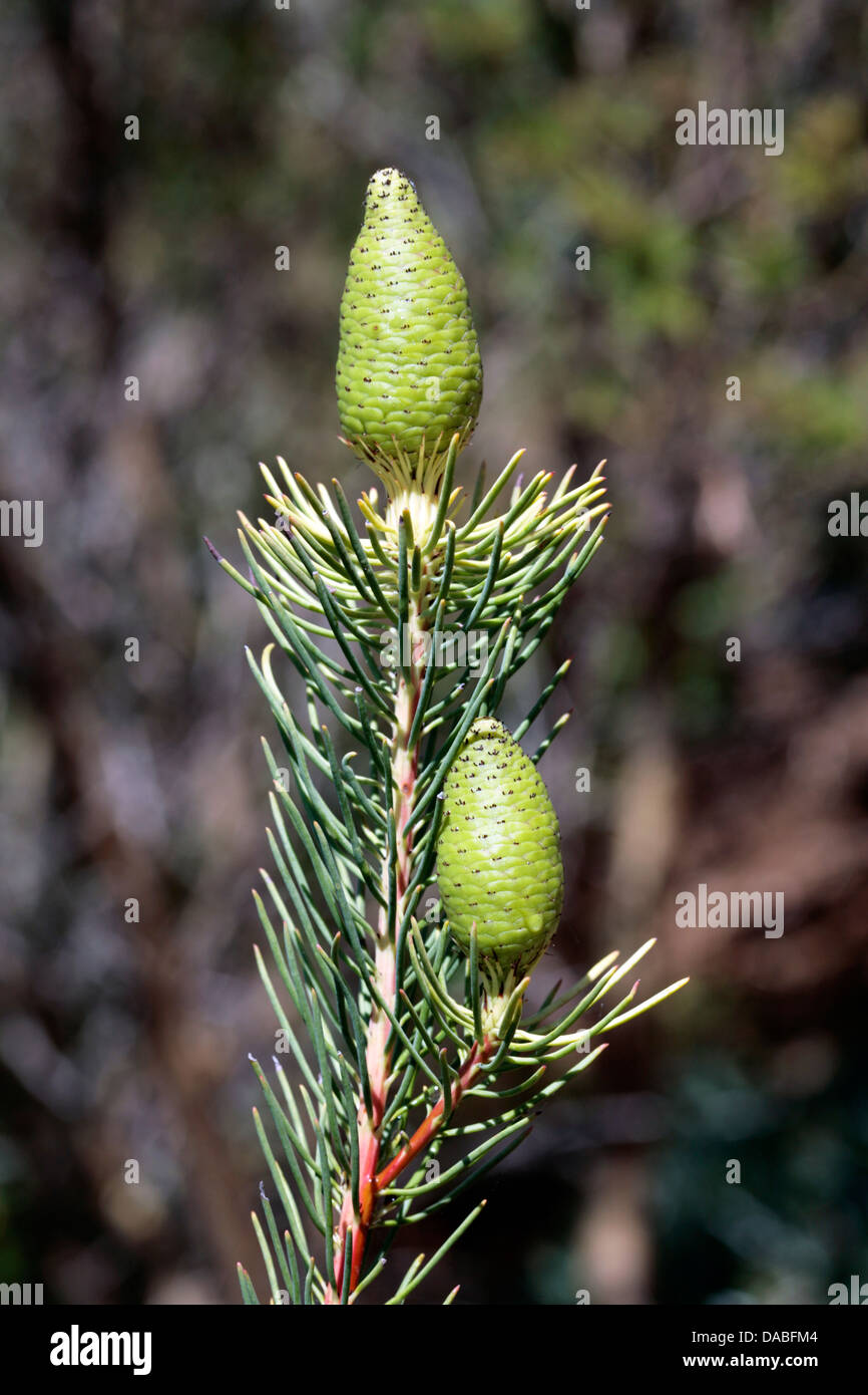 Close-up of Needle-leaf Conebush- Leucadendron teretifolium- Family Proteaceae Stock Photo