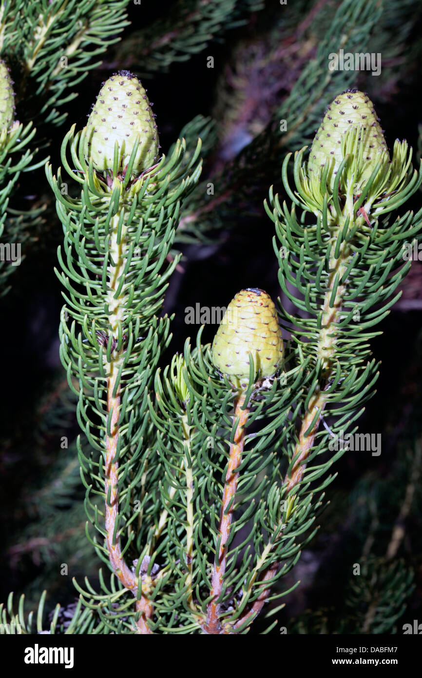 Close-up of Needle-leaf Conebush- Leucadendron teretifolium- Family Proteaceae Stock Photo