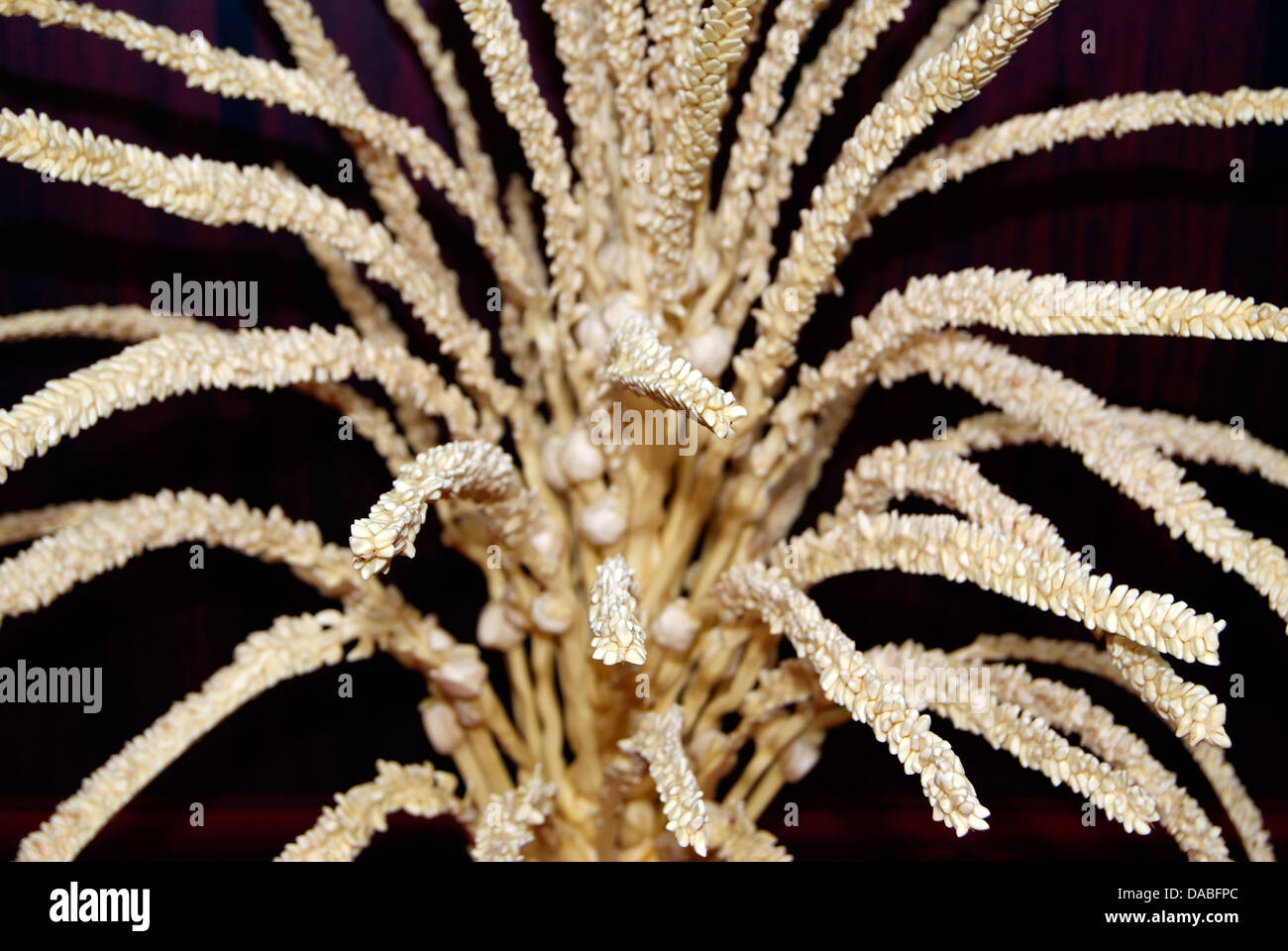 Coconut flowers indias hires stock photography and images Alamy