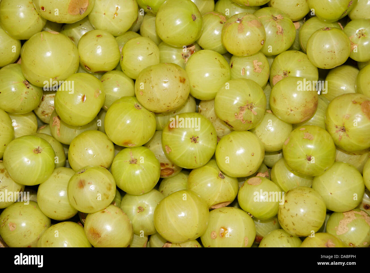 Indian Gooseberry ( Phyllanthus emblica ) or aamla Gooseberries fruits top view Stock Photo