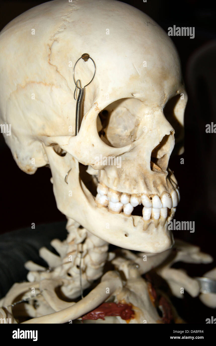 Human Skull Laughing Skeleton Stock Photo