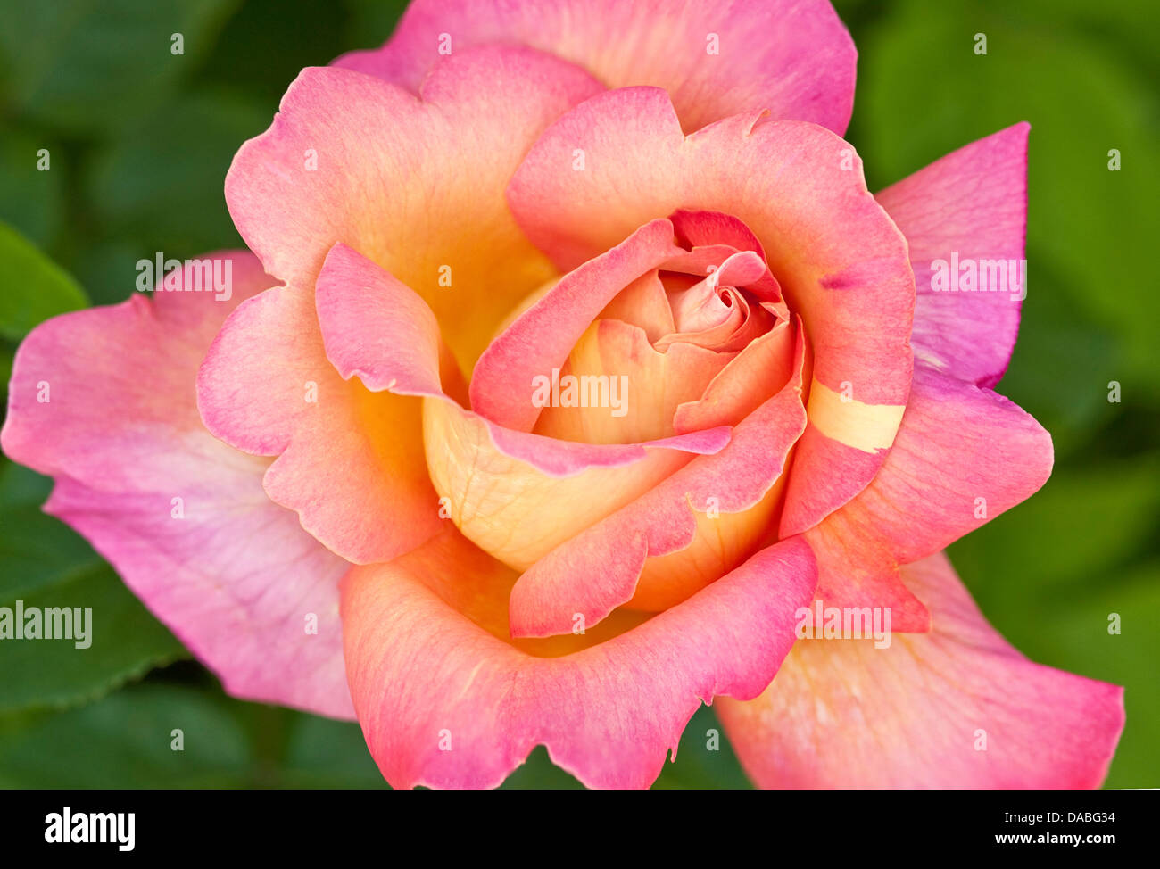 Colorful rose blossom with yellow, magenta and orange tones Stock Photo