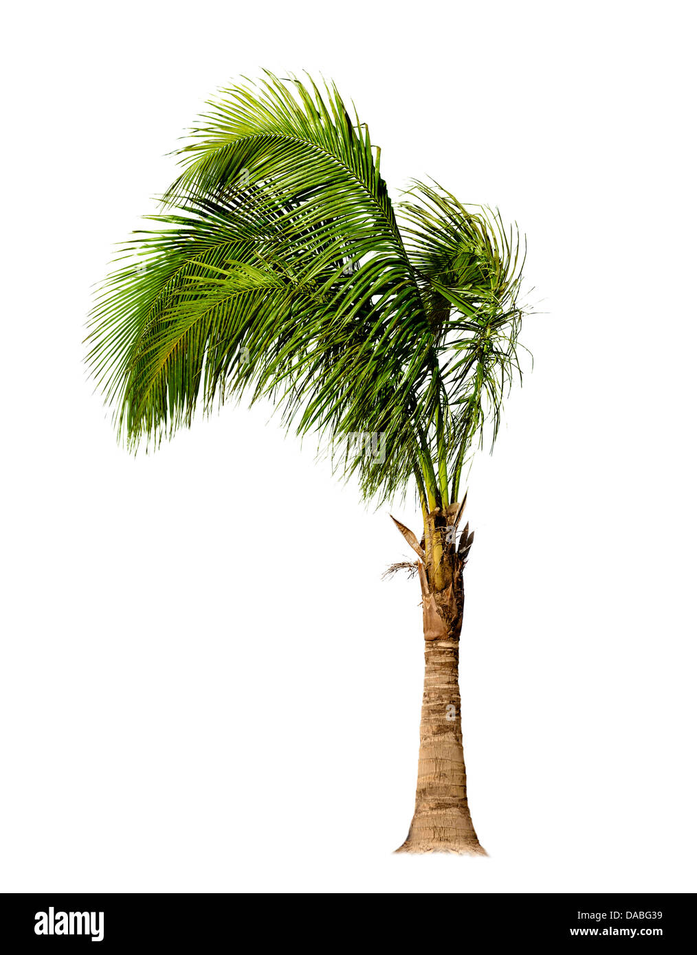 Palm Tree Isolated On White Background Stock Photo Alamy