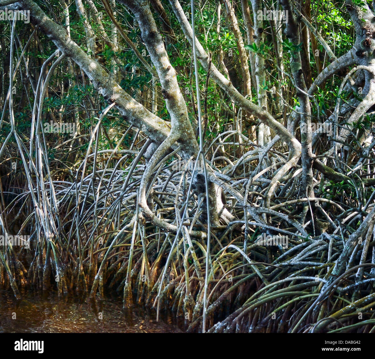 Mangrove Forest,Close Up Shot Stock Photo