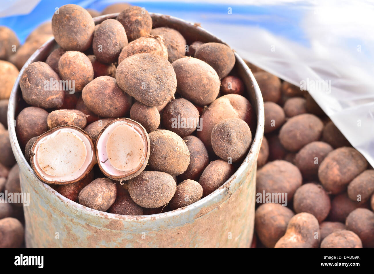 Barometer Earthstars in liters Stock Photo