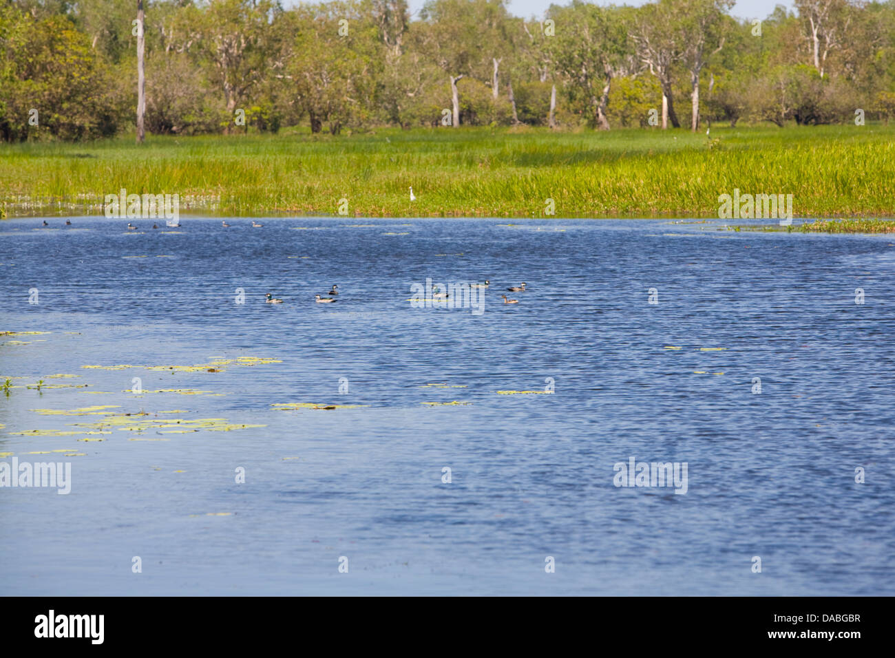 yellow river billabong river in kakadu national park,northern Stock Photo -  Alamy