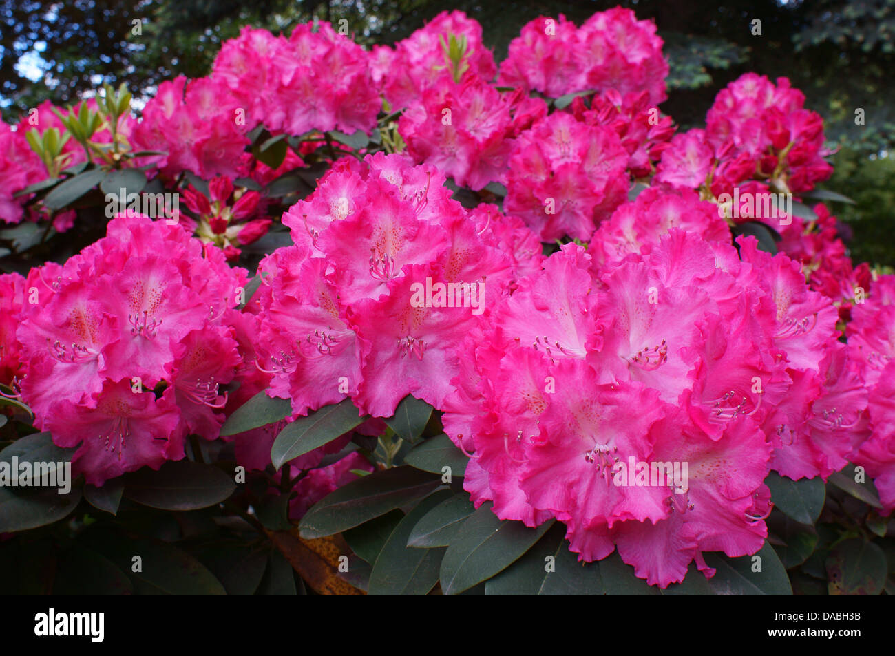 Pink purple rich Rhododendron Germania flowers close up Stock Photo