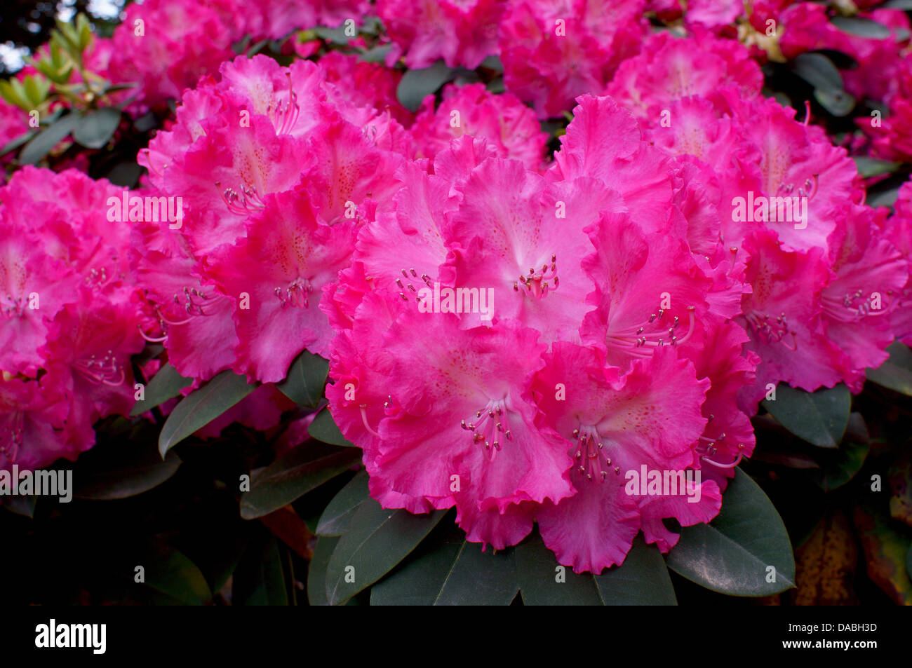 Pink purple rich Rhododendron Germania flowers close up Stock Photo