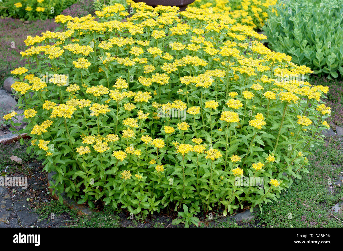 Stonecrop Bush In Full Bloom High Resolution Stock Photography And Images Alamy