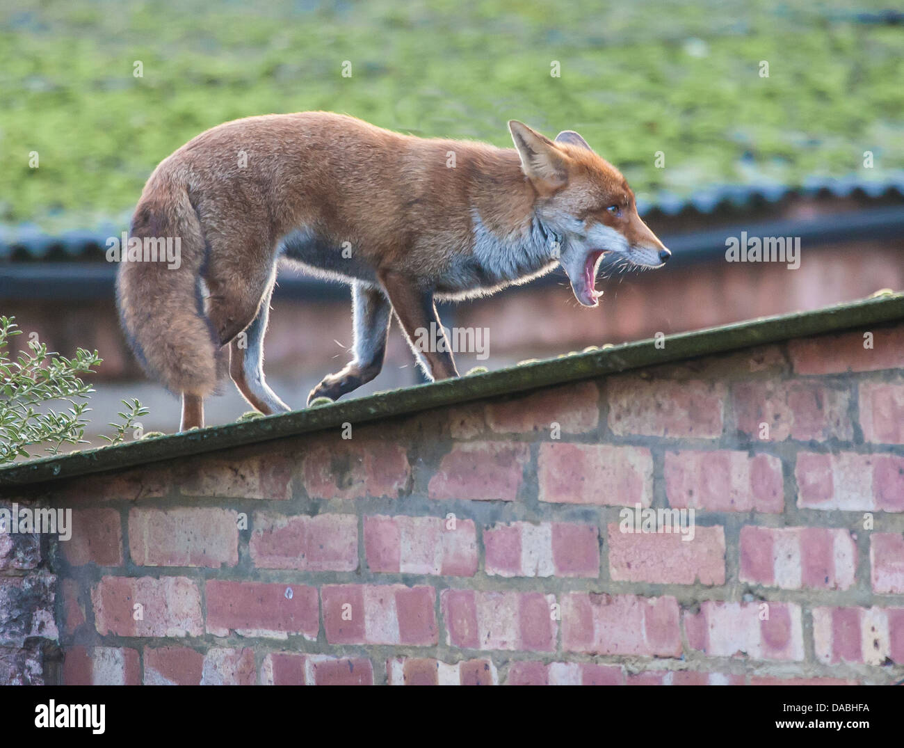 Dog Fox yawning in the early morning on a city roof Stock Photo