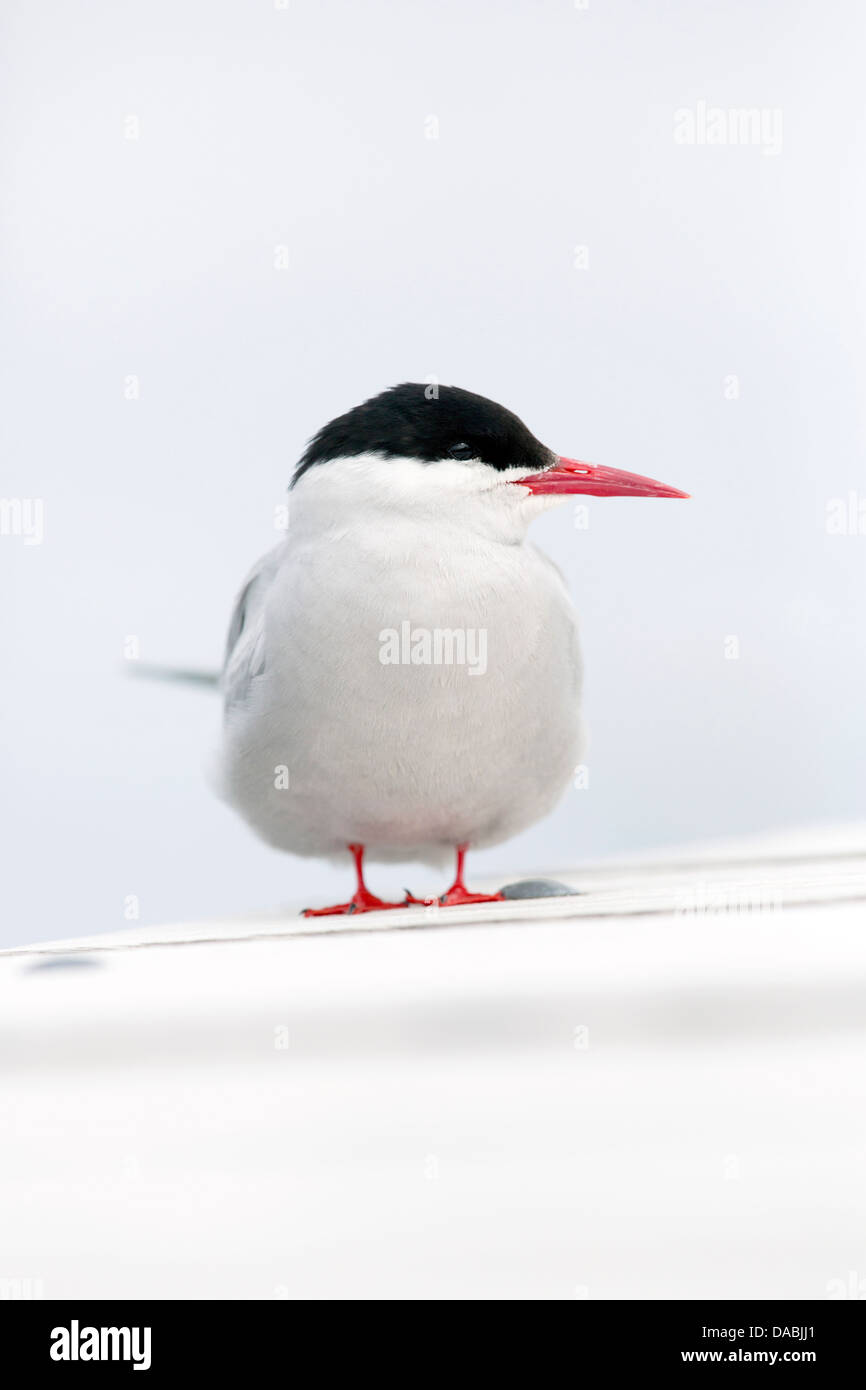 Arctic Tern; Sterna paradisaea; Shetland Islands; UK Stock Photo