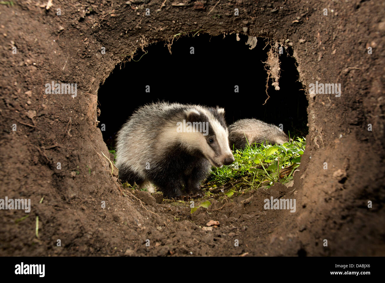Badger; Meles meles; UK Stock Photo