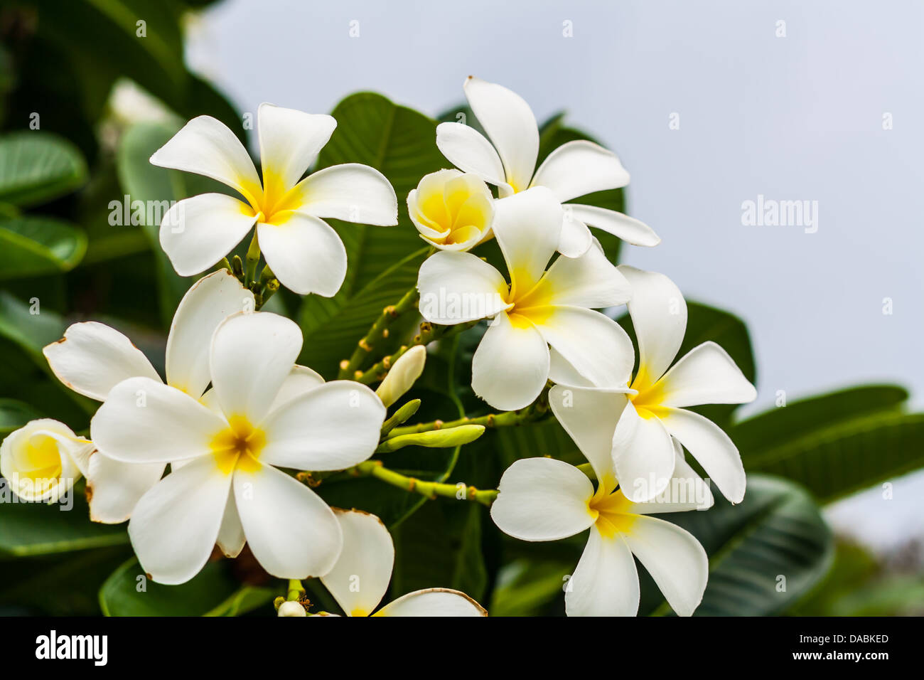 white flower blooming in bouquet infront of blue sty background look beautiful Stock Photo