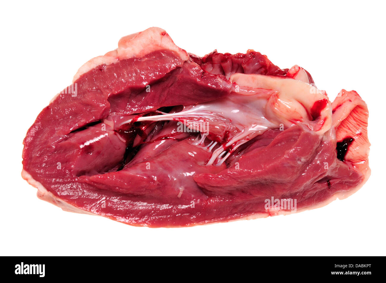 Sheep's heart - cut open showing ventricles and valves Stock Photo