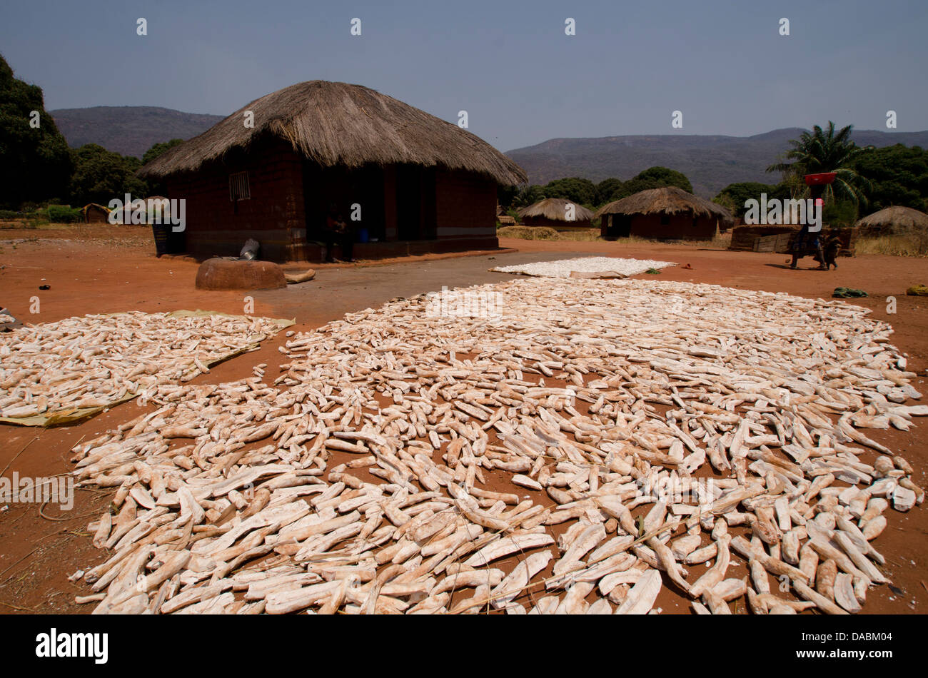 Cassava drying in the sun, Talpia, Zambia, Africa Stock Photo