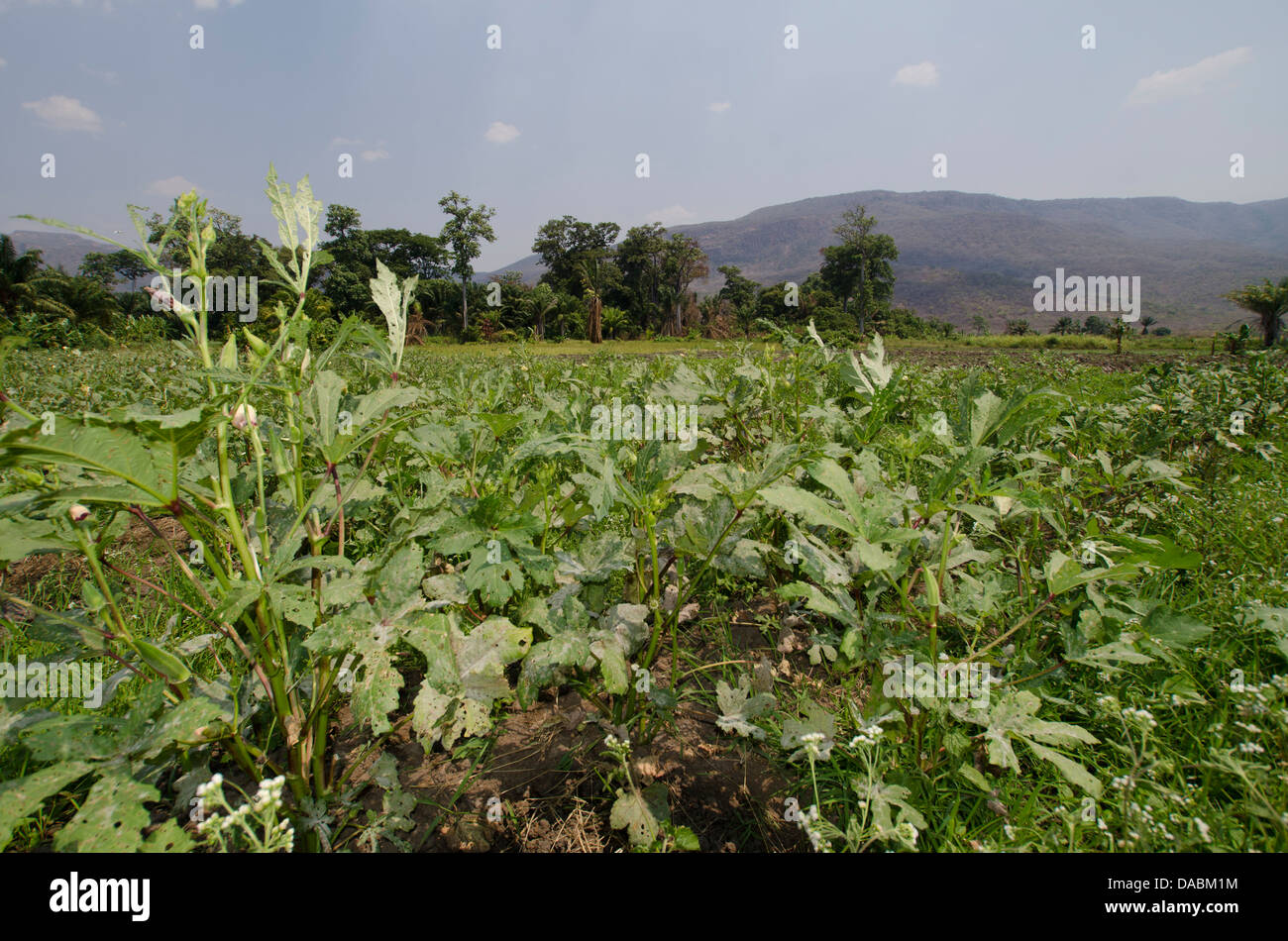 Okra fields on the banks of Lake Tanganyika, Talpia, Zambia, Africa Stock Photo