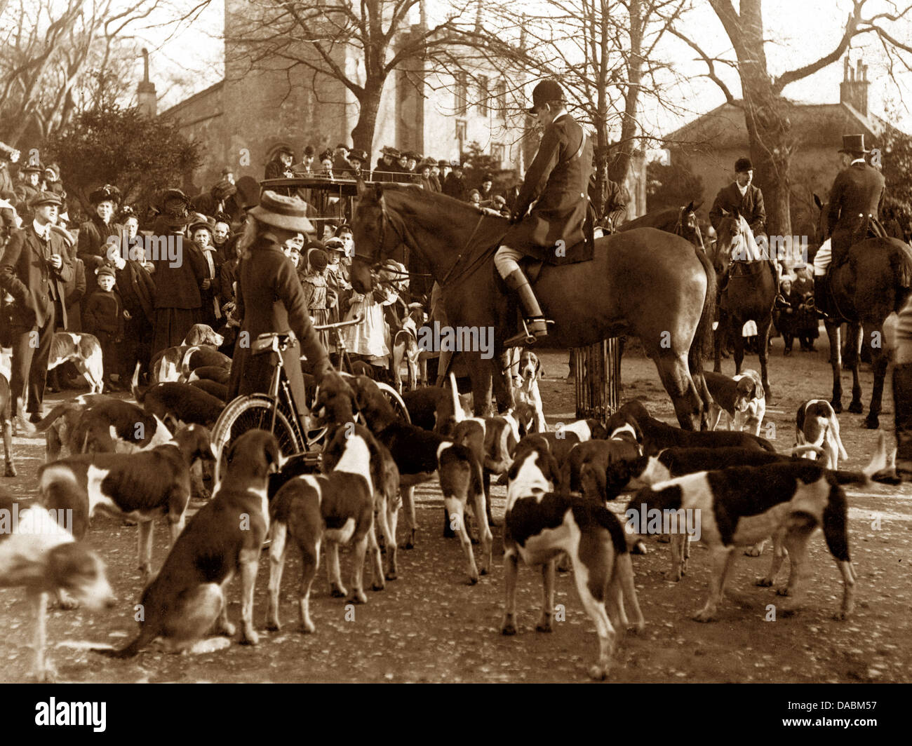 Fitzwilliam hounds early 1900s Stock Photo