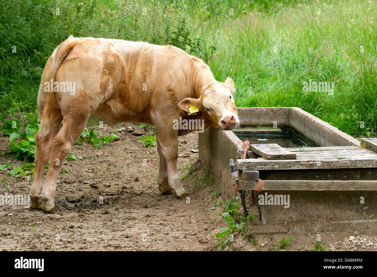 Cows feeding drinking milk from mother Calf Stock Photo Alamy
