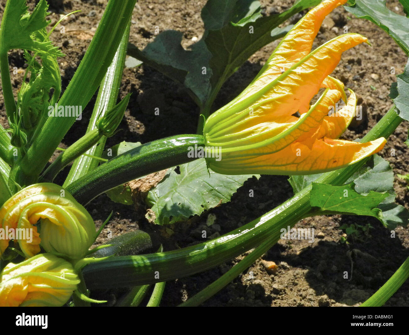 Courgette flowers growing on plant in a garden Stock Photo