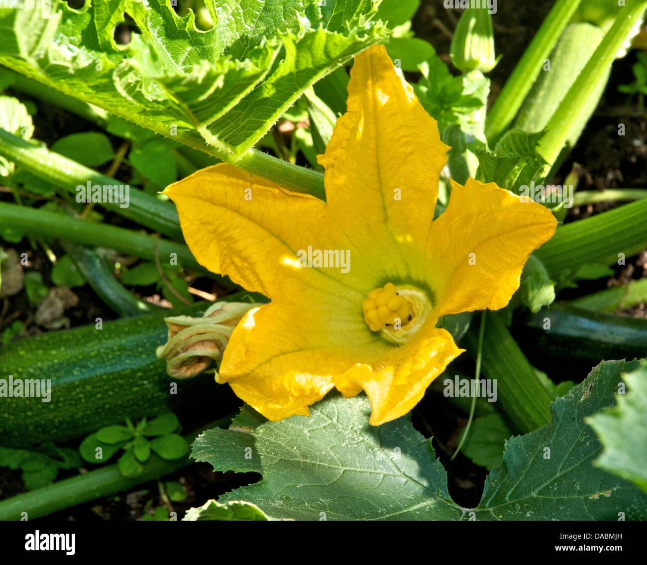 Courgette flowers growing on plant in a garden Stock Photo