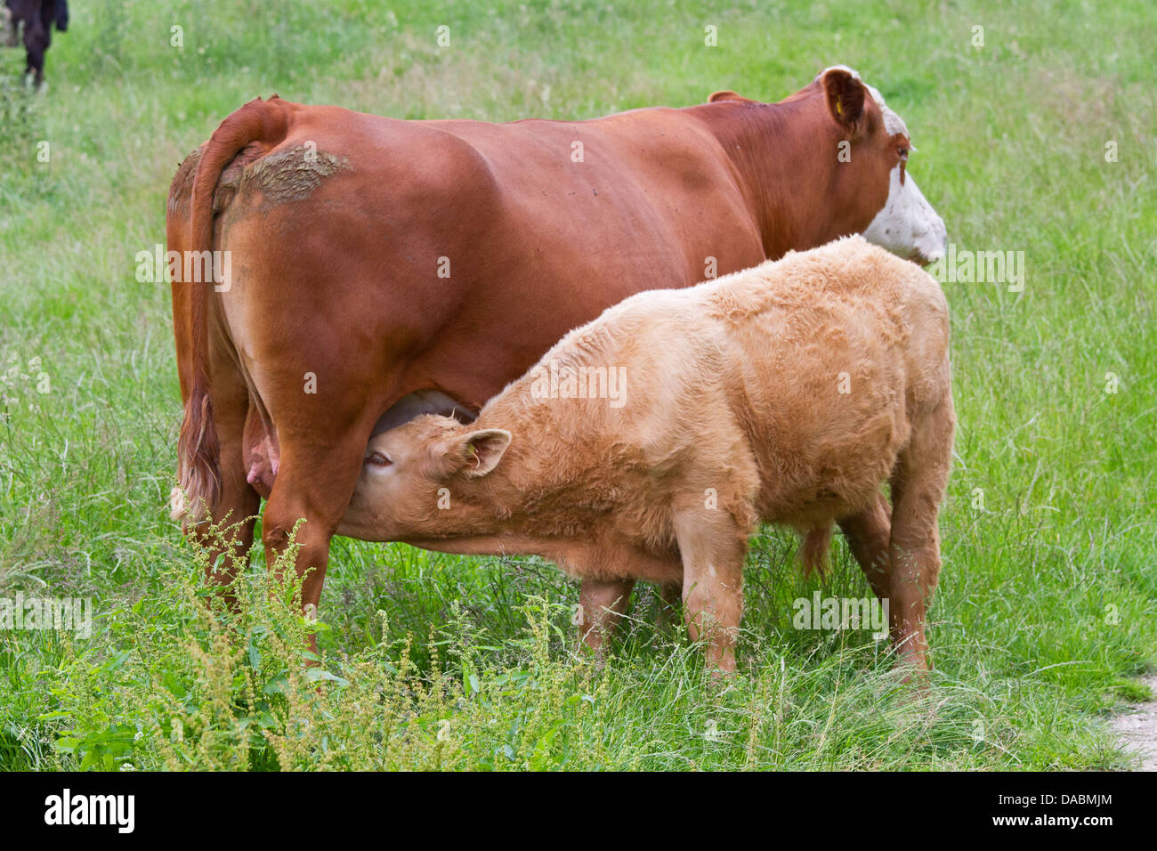 Cows feeding drinking milk from mother Calf Stock Photo Alamy