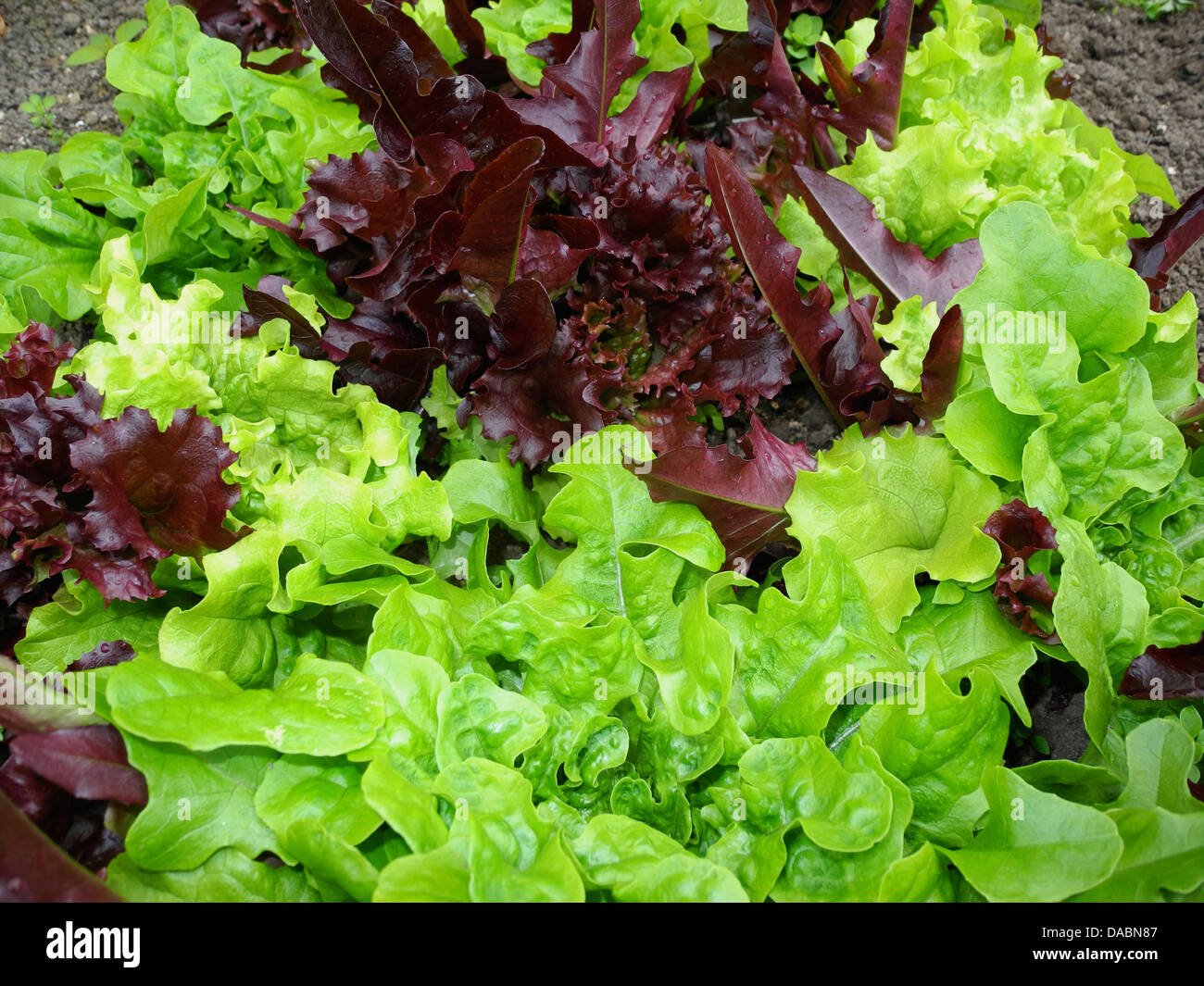 Colourful colorful salad leaf lettuce growing in a garden Stock Photo