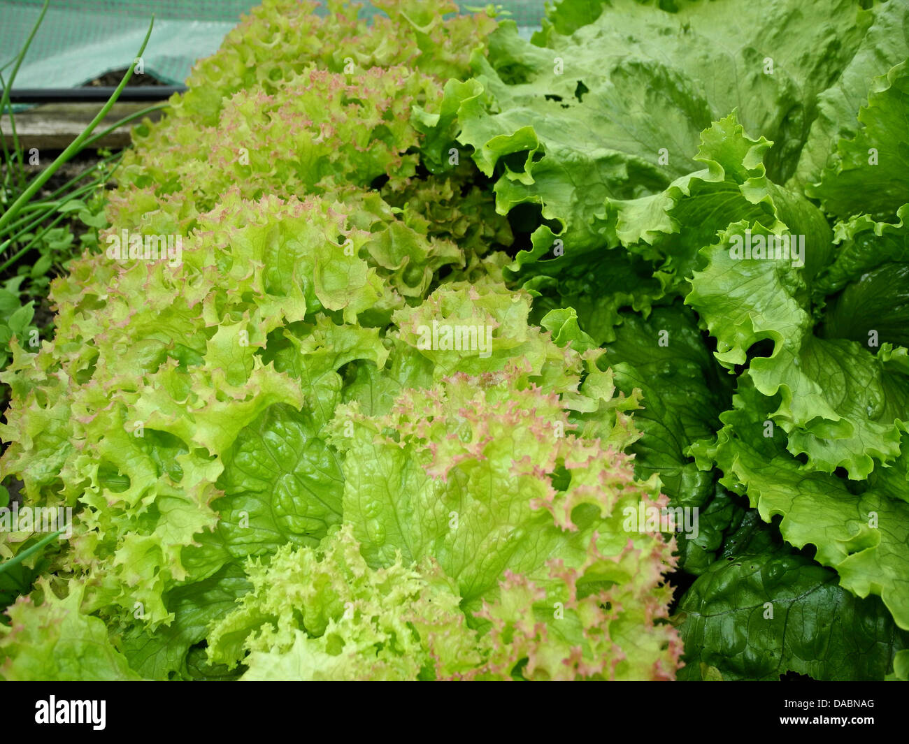 Colourful colorful salad leaf lettuce growing in a garden Stock Photo